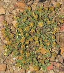 Teucrium thymifolium