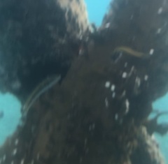 Halichoeres maculipinna