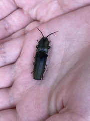 Chalcolepidius viridipilis