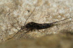 Lepismachilis notata