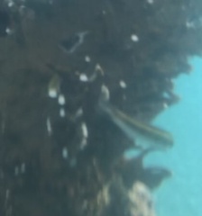 Halichoeres maculipinna