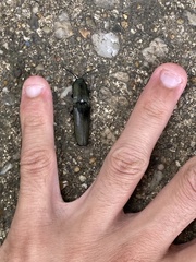 Chalcolepidius viridipilis