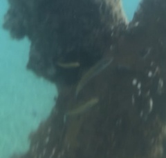 Halichoeres maculipinna