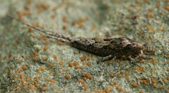 Lepismachilis notata