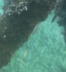 Halichoeres maculipinna