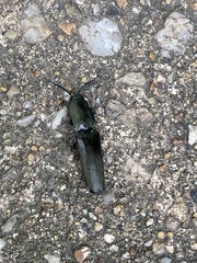 Chalcolepidius viridipilis