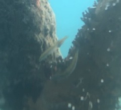 Halichoeres maculipinna