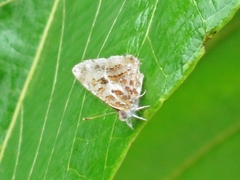 Catapaecilma major