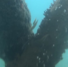 Halichoeres maculipinna