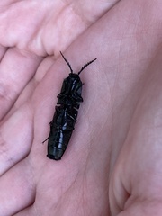 Chalcolepidius viridipilis