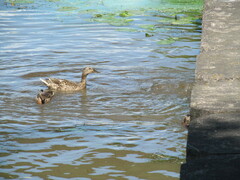 Anas platyrhynchos