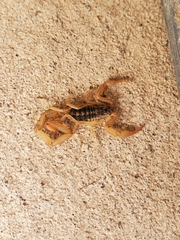 Centruroides baldazoi