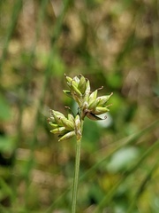 Carex tenuiflora