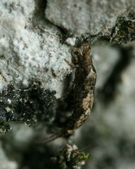 Lepismachilis notata