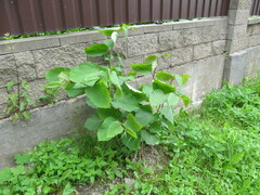 Reynoutria japonica
