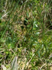 Carex tenuiflora