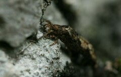 Lepismachilis notata