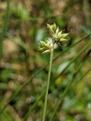 Carex tenuiflora
