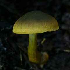 Cortinarius icterinoides