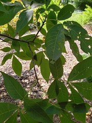 Carya carolinae-septentrionalis