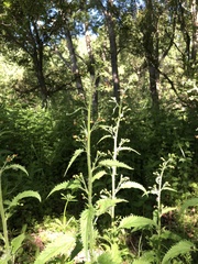 Scrophularia herminii