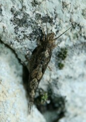 Lepismachilis notata