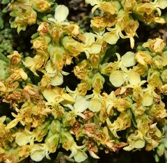 Teucrium thymifolium