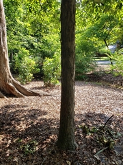 Carya carolinae-septentrionalis