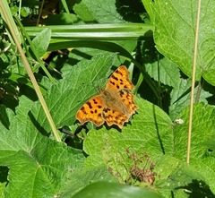 Polygonia c-album