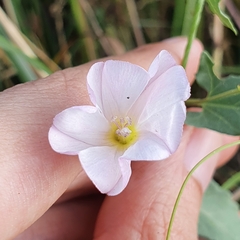 Convolvulus arvensis
