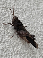 Tomonotus