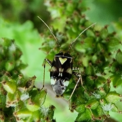 Liocoris tripustulatus