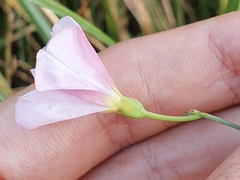 Convolvulus arvensis