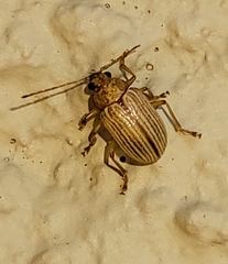 Colaspis hesperia