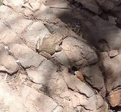 Sclerophrys mauritanica