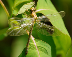 Stylogomphus albistylus