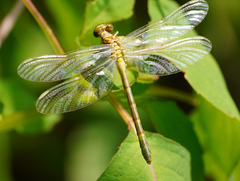 Stylogomphus albistylus