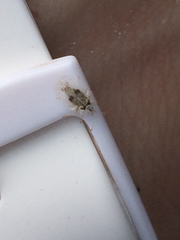 Corythucha confraterna