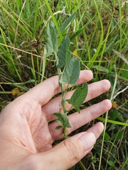 Convolvulus arvensis