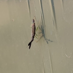 Heterotoma planicornis