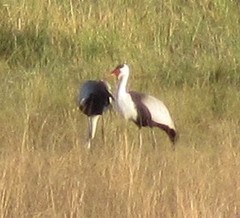 Bugeranus carunculatus