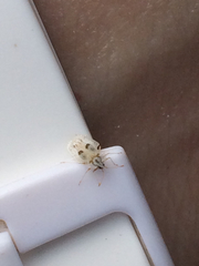 Corythucha confraterna