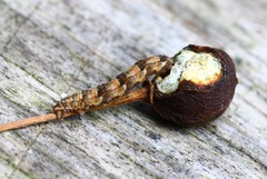 Eupithecia dodoneata