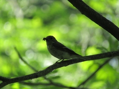 Ficedula hypoleuca
