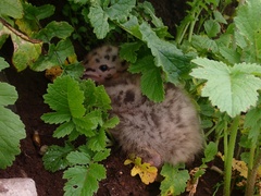 Larus argentatus smithsonianus