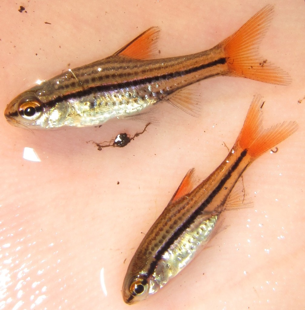 Copperstripe Barb