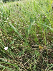 Convolvulus arvensis