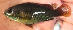 Tilapia ruweti