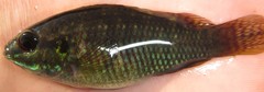 Tilapia ruweti