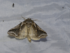 Habrosyne scripta